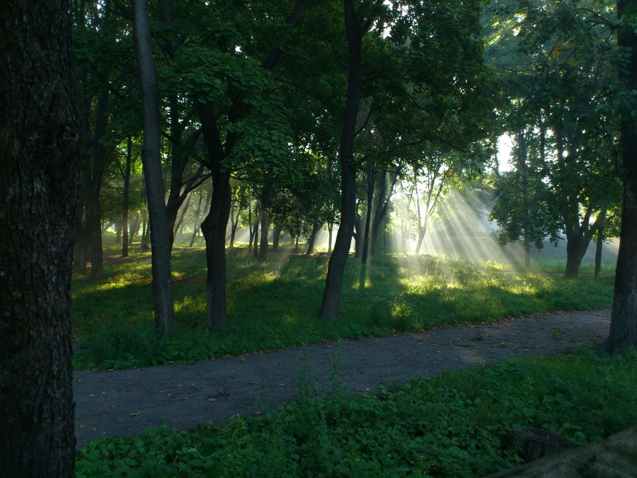 Утро в парке - Виктор Николенко