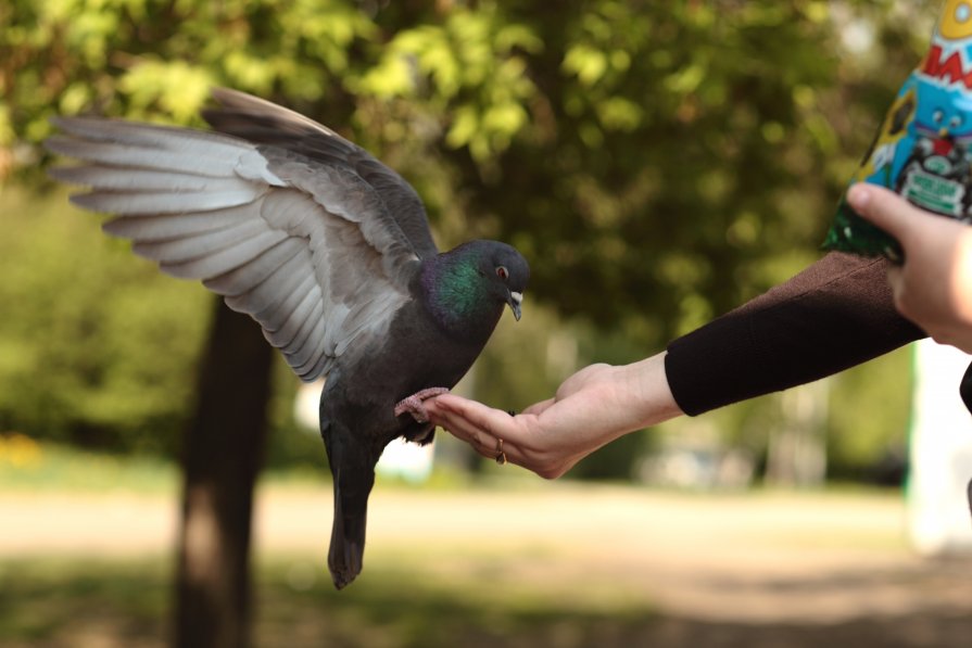 Птица в руке - Катерина Мишкель
