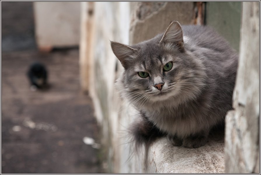 * - Андрей Коротнев