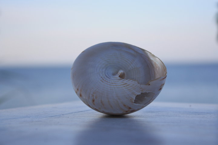 Sea shell. Amed. Bali. - Eva Langue