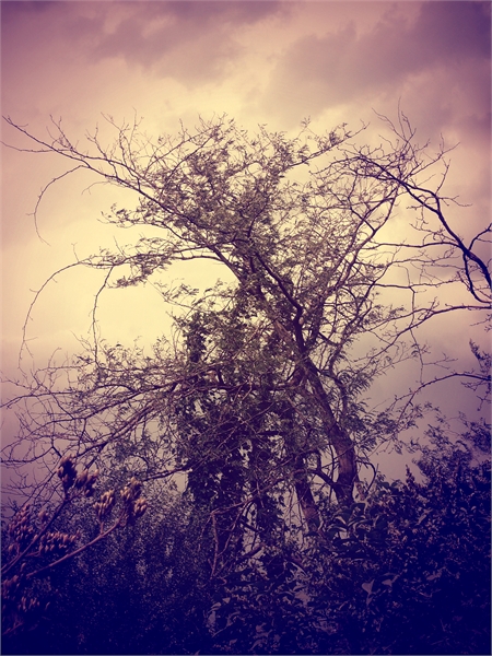дерево за моим домом - Инесса Морозова
