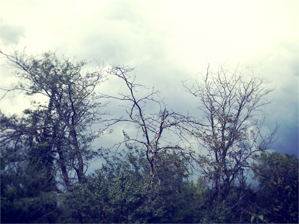 деревья в тумане - Инесса Морозова