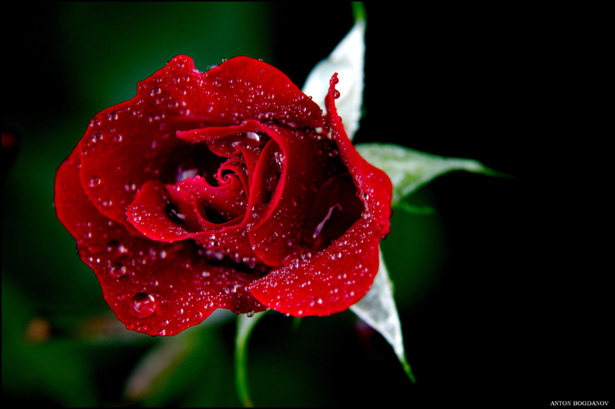 Red Rose - Если Вам не трудно проголосуйте за эту фотографию тут: <a...
