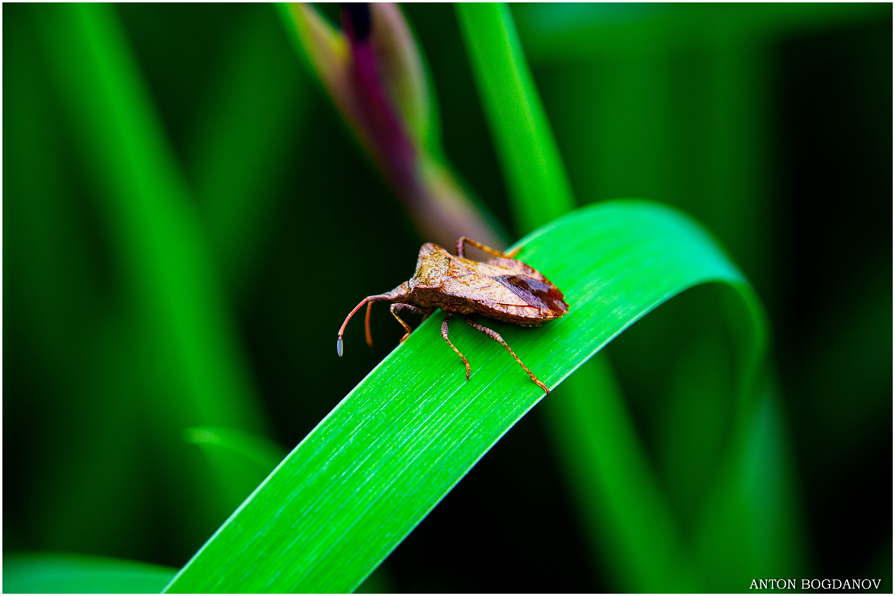 Heteroptera-Клоп - Антон Богданов