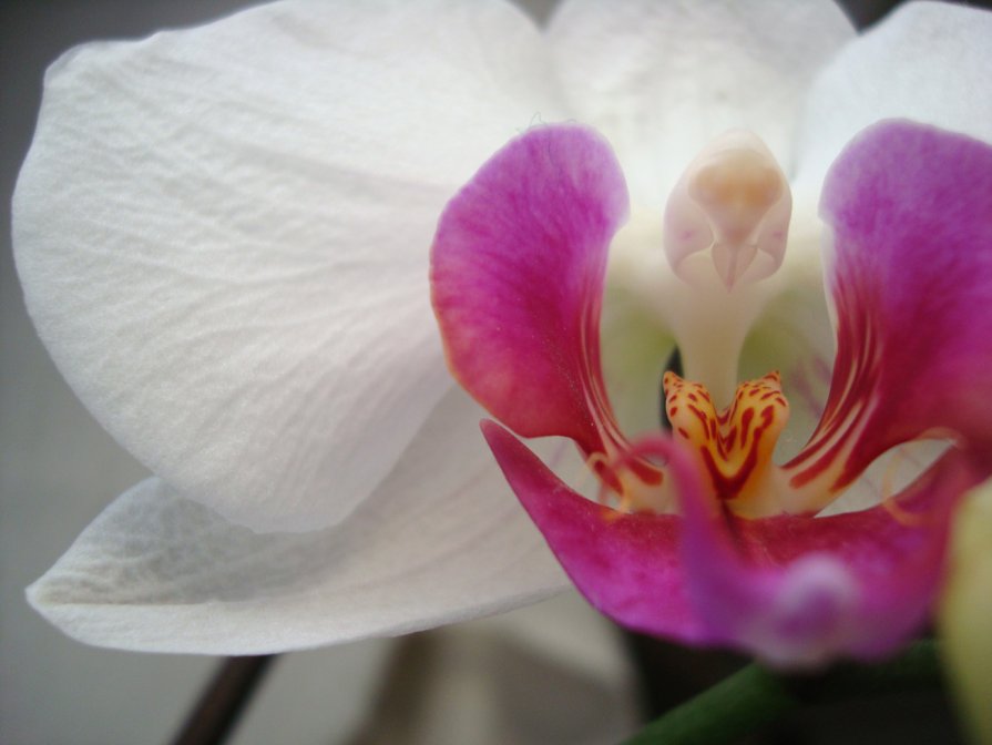 orhidee - Anastasia GangLiON