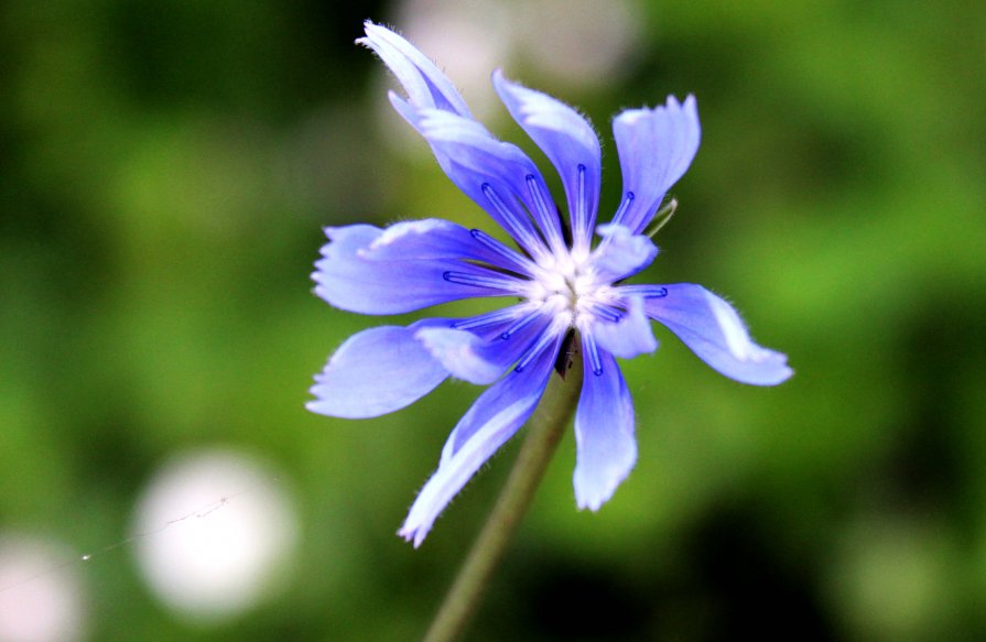аленький цветочек - Ксения Сутырина