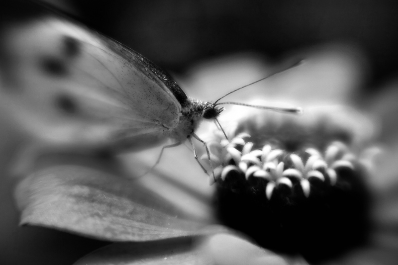 Бабочка - Андрей Селиванов