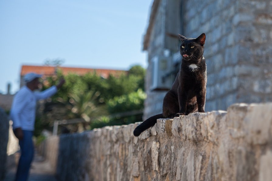 Чёрная кошка - Sergei Khandrikov