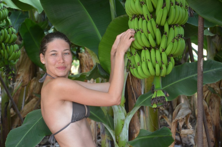 Банановая плантация - Алла )