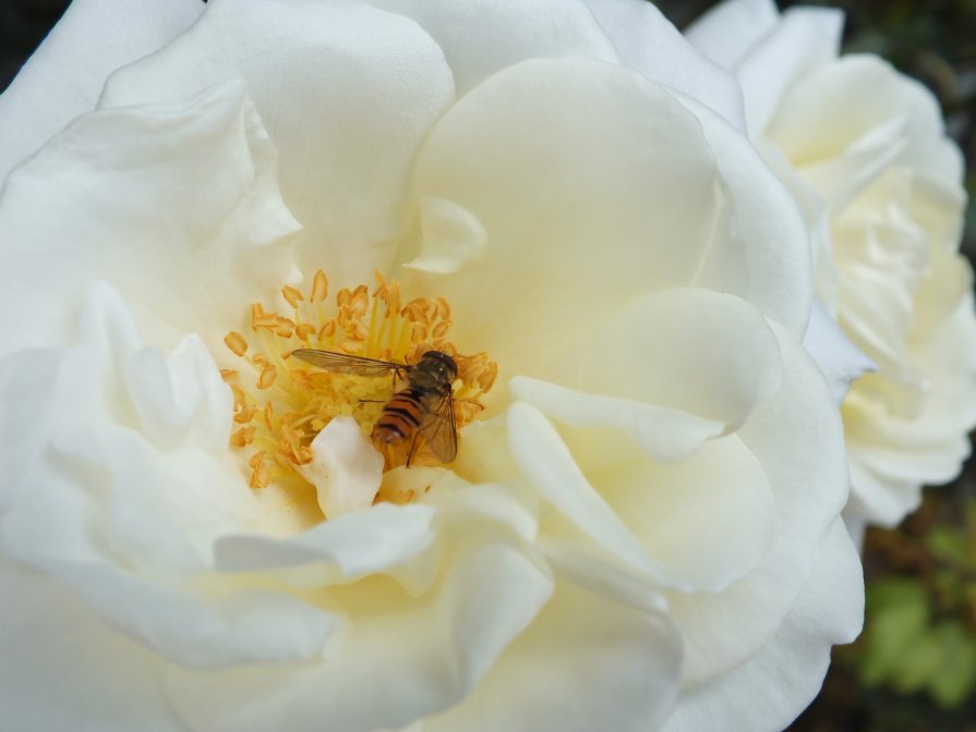 White flower - Mila Kh