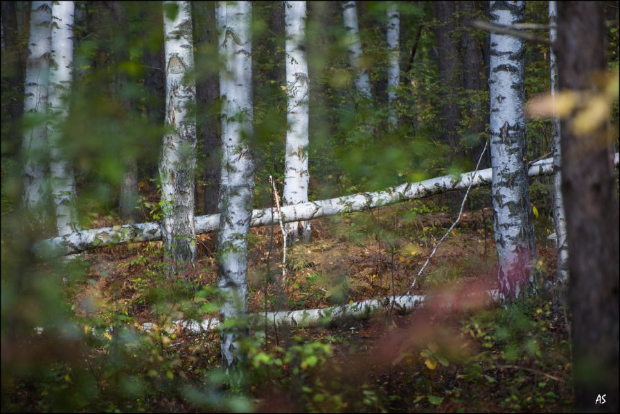 Тихие шаги осени... - Александр Семенов