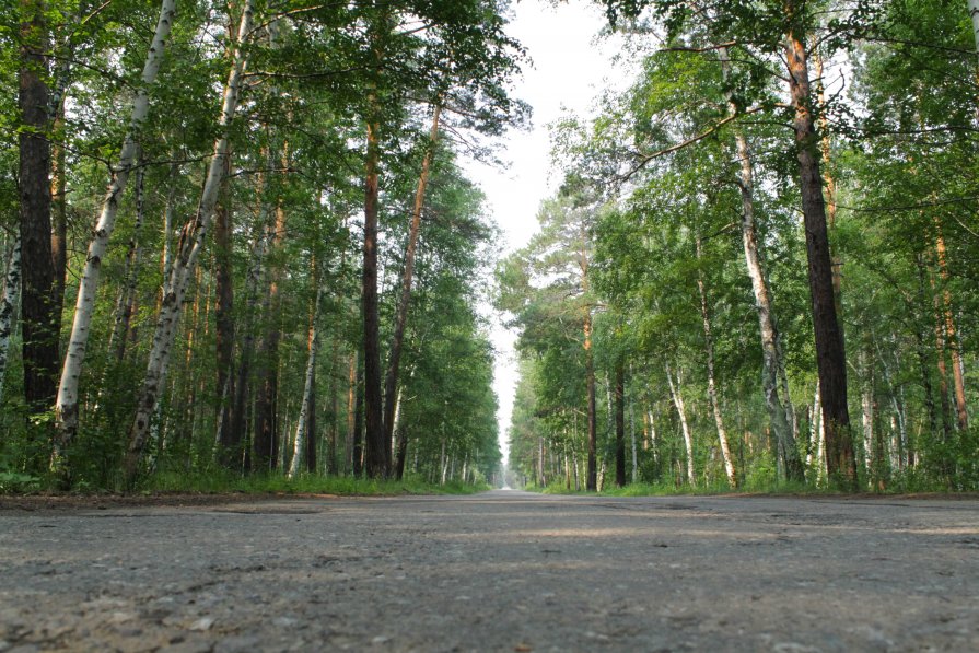 Дорога в лесу - Евгений Колёс