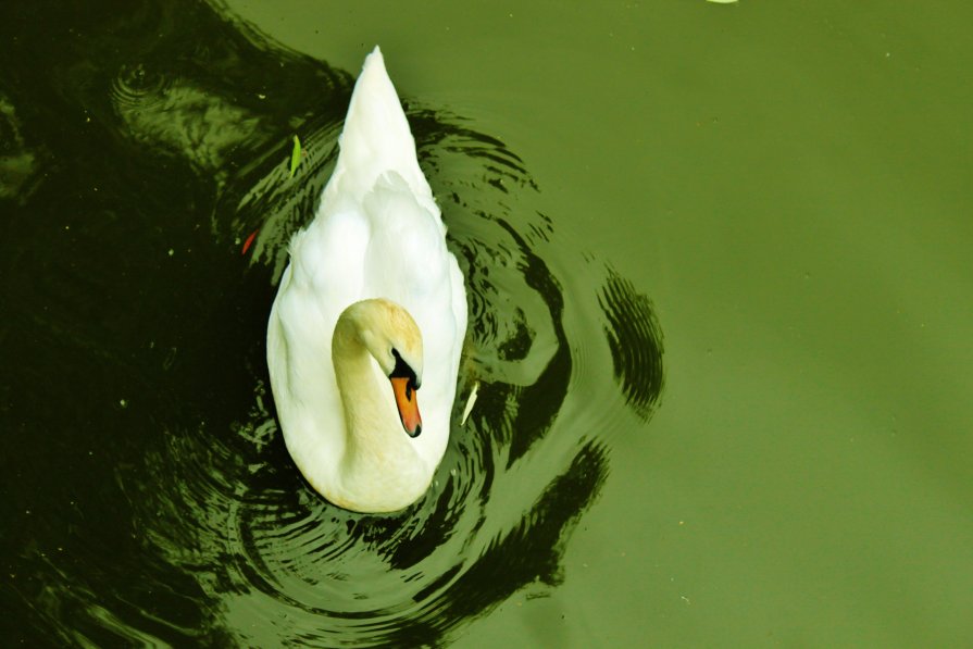 Swan - natalia nataria