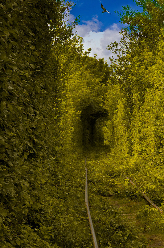 В зеленый тоннель - Владимир ЯЩУК