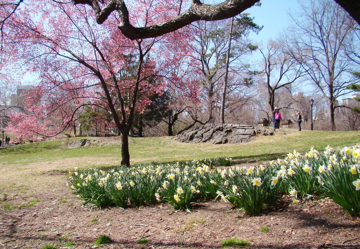 Весна в централ-парке Нью-Йорка - Vasilii Pozdeev