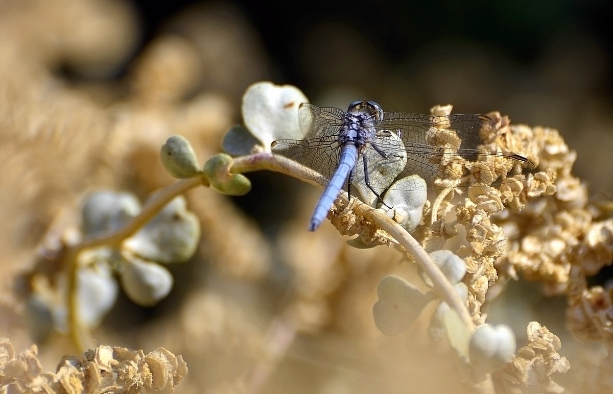 16.11.13 Orthetrum chrysostigma — вид стрекоз из семейства Libellulidae. На калотрописе вроде - Борис Ржевский