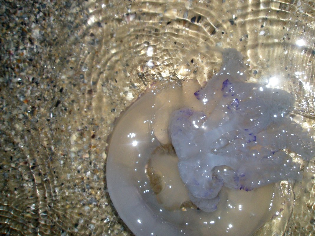 медузы - Инга 