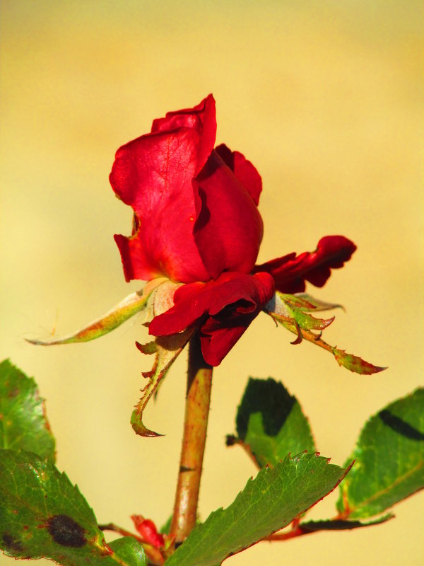 роза ноября - Marina Timoveewa