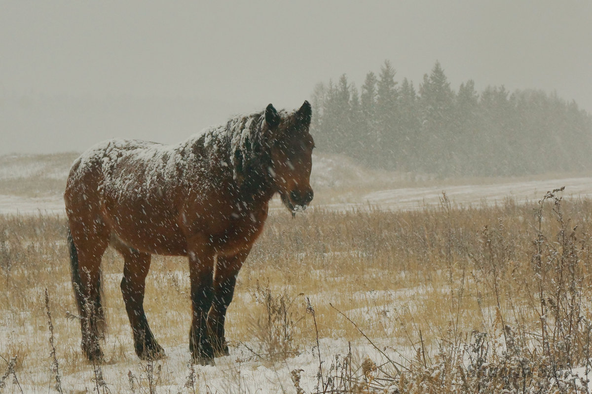 Снежный конь - Сергей Шаврин