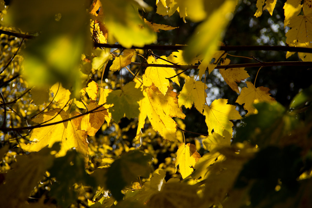 Золотые листья - Keti B