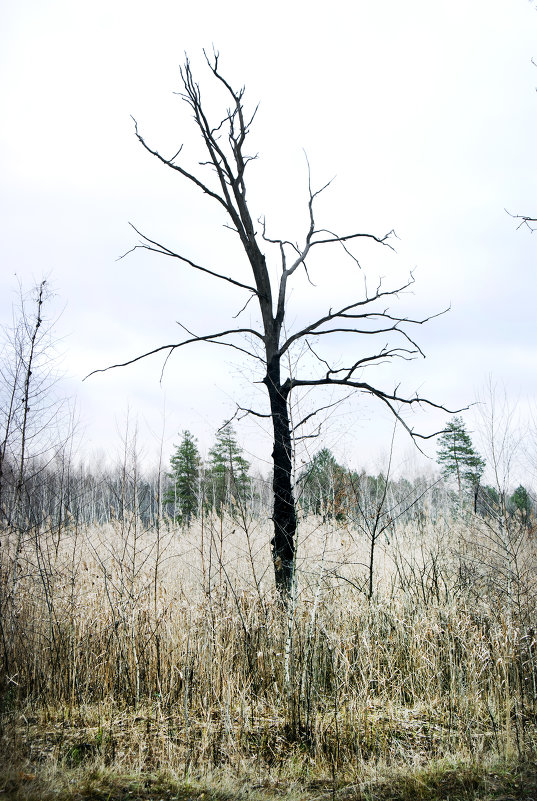 одинокое дерево - Андрей 