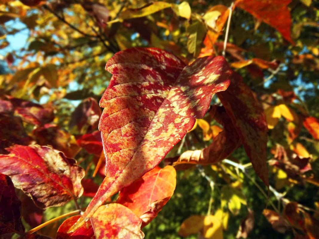 Осенний цвет - AlexDesemder 