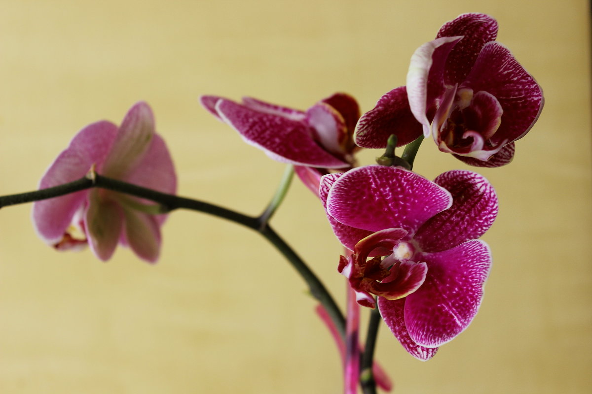 Орхидея - Larisa ***