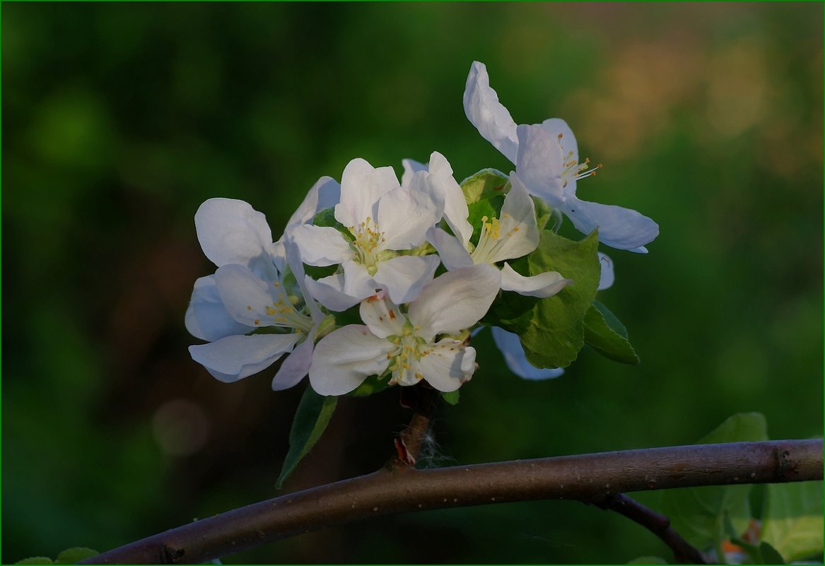 Цветок яблони - Михаил Рогожин