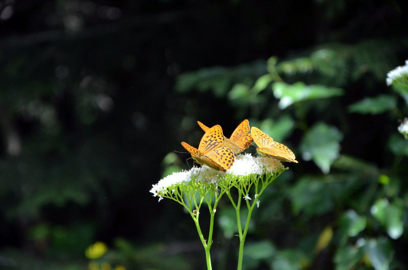 бабочки - Геннадий 