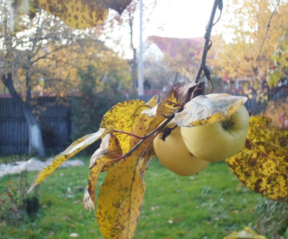 Городские яблочки - Мария Т