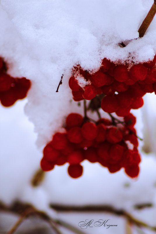 Первый снег - Александра Козаева