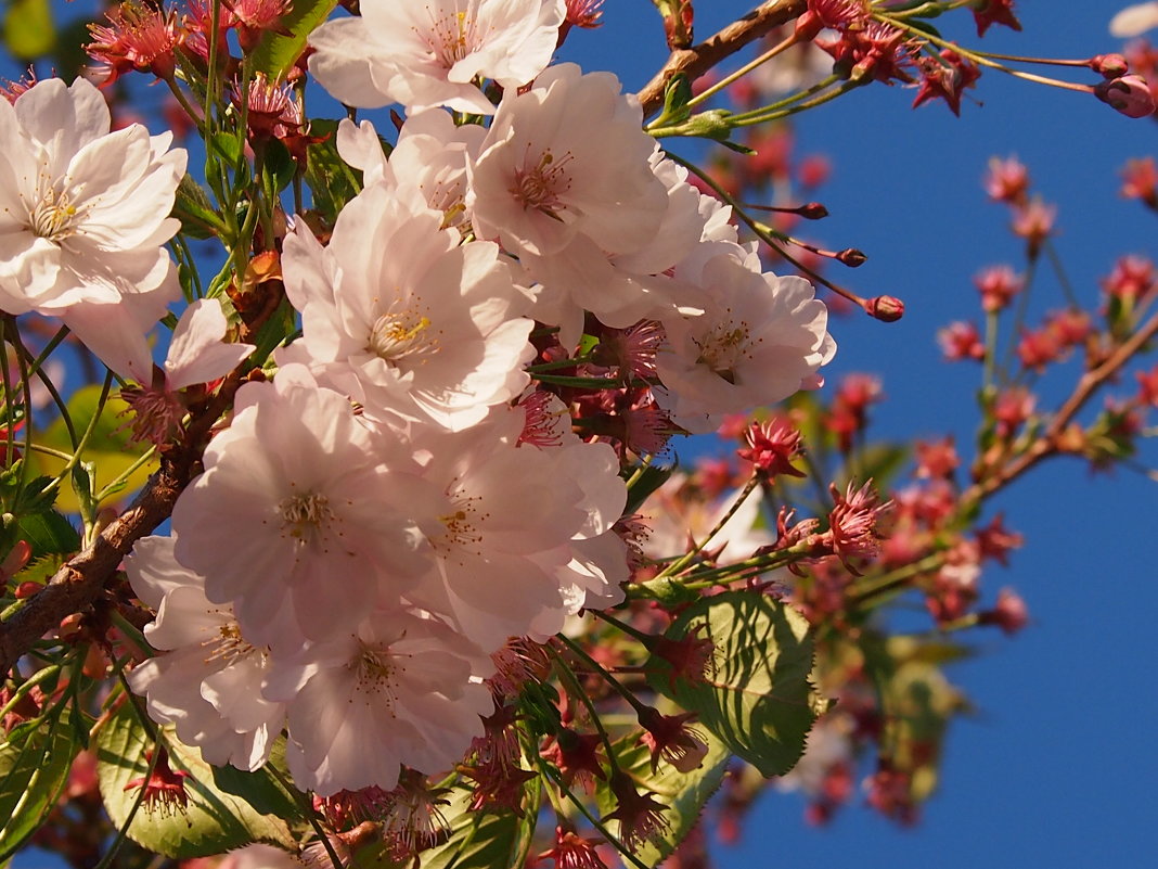 Цветки сакуры, которая никогда не плодоносит - Lena Li