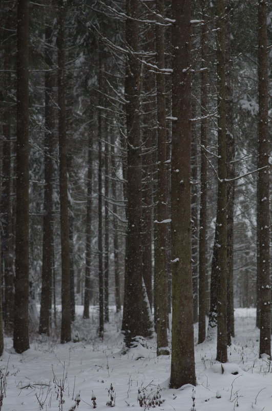 В лесу - Андрей Зайцев