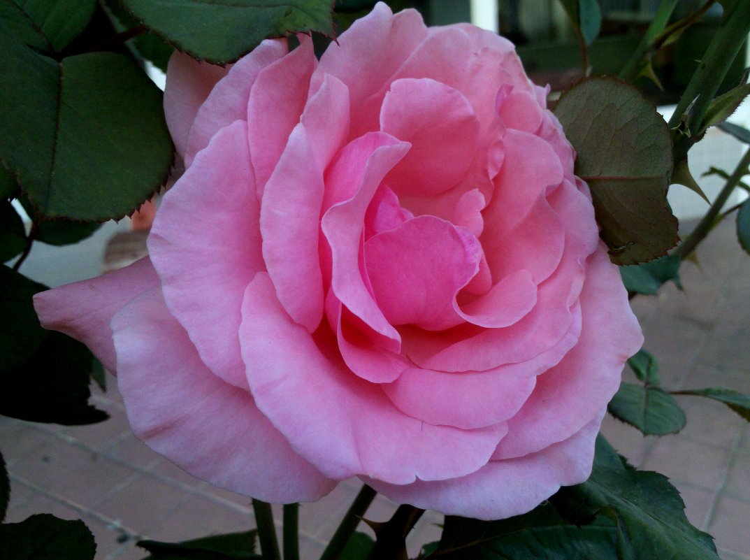 ...розовая роза... - Элла 