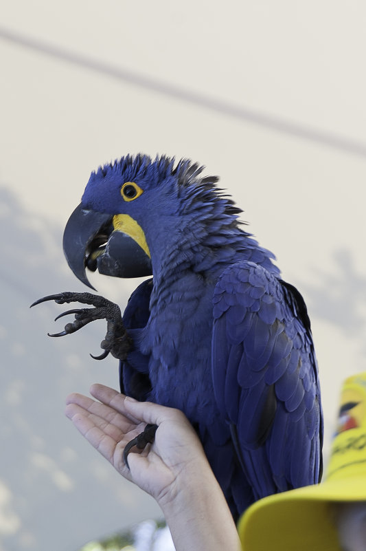 Папугай - saratin sergey 