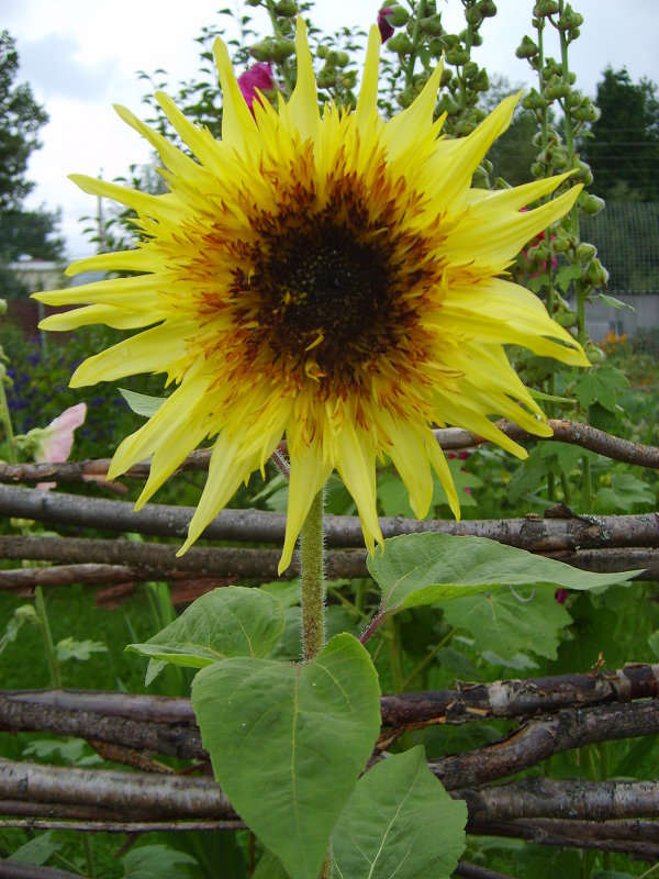 sunflower - Андрей Столяров