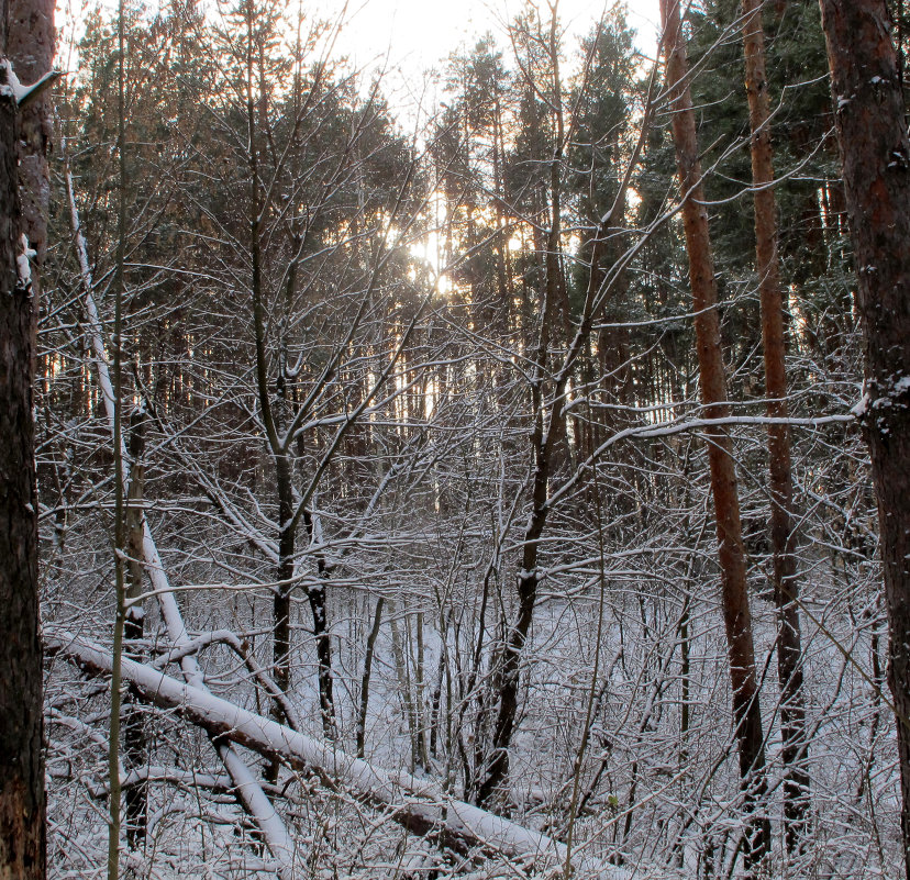 В зимнем лесу - Владимир Нев