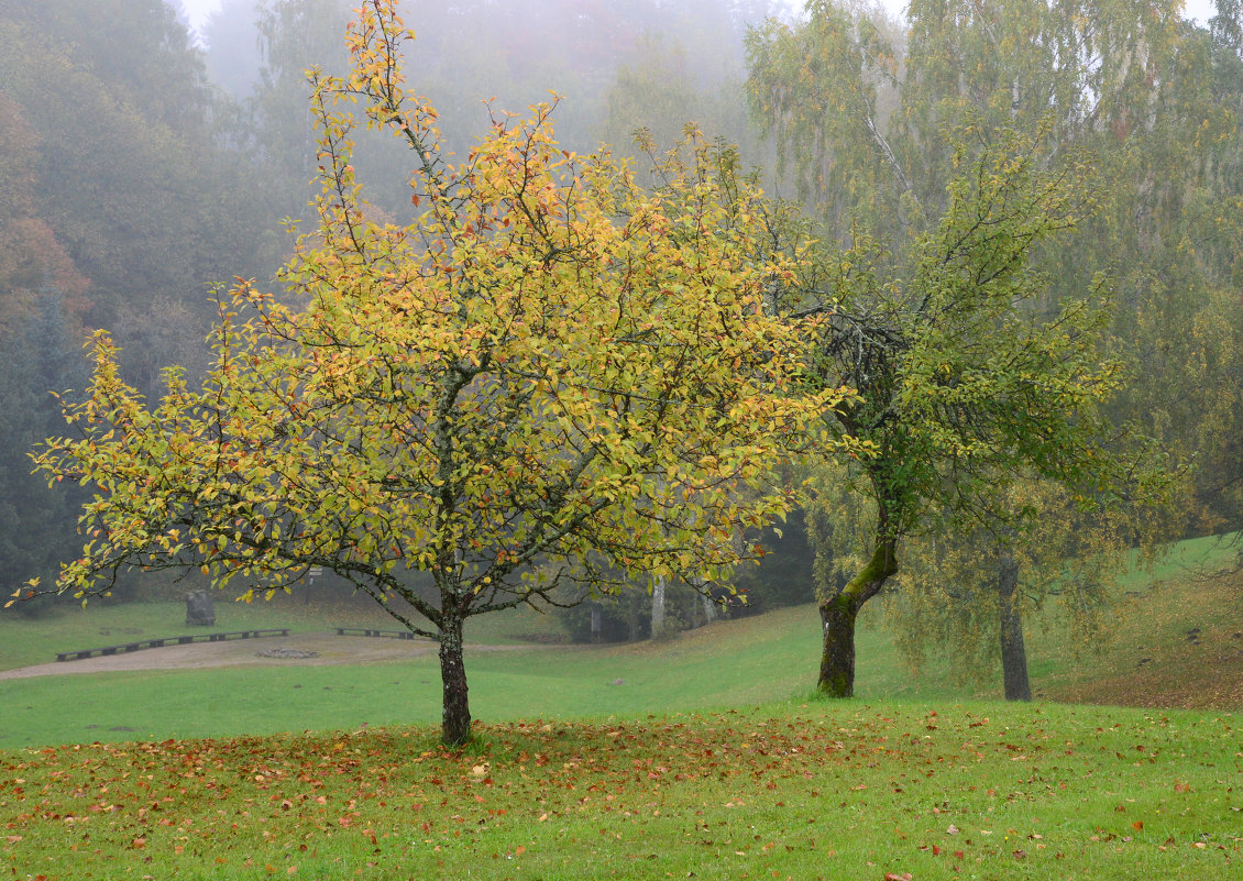 Tree with yellow leaves - Дмитрий Каминский