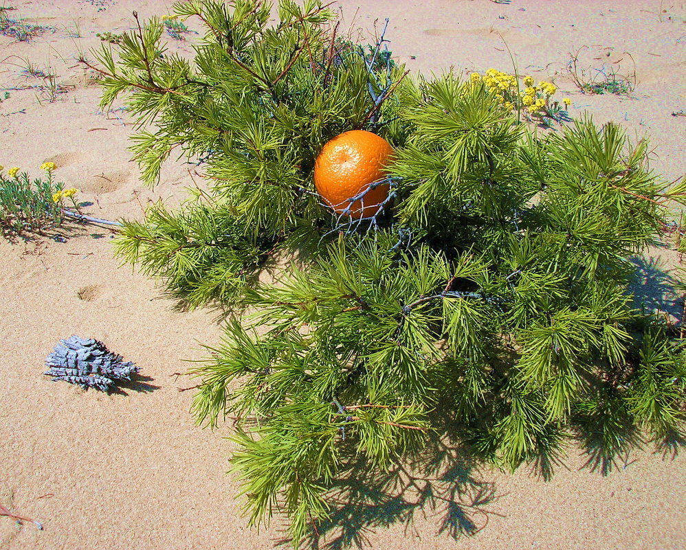 Песчаный ёжик и апельсин - константин воробьев