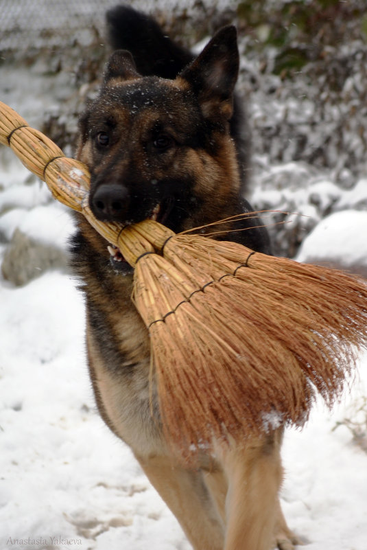 Снегоуборочная Собака - Анастасия Якаева