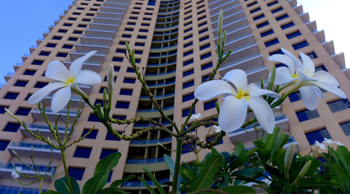 Городские цветы - михаил кибирев