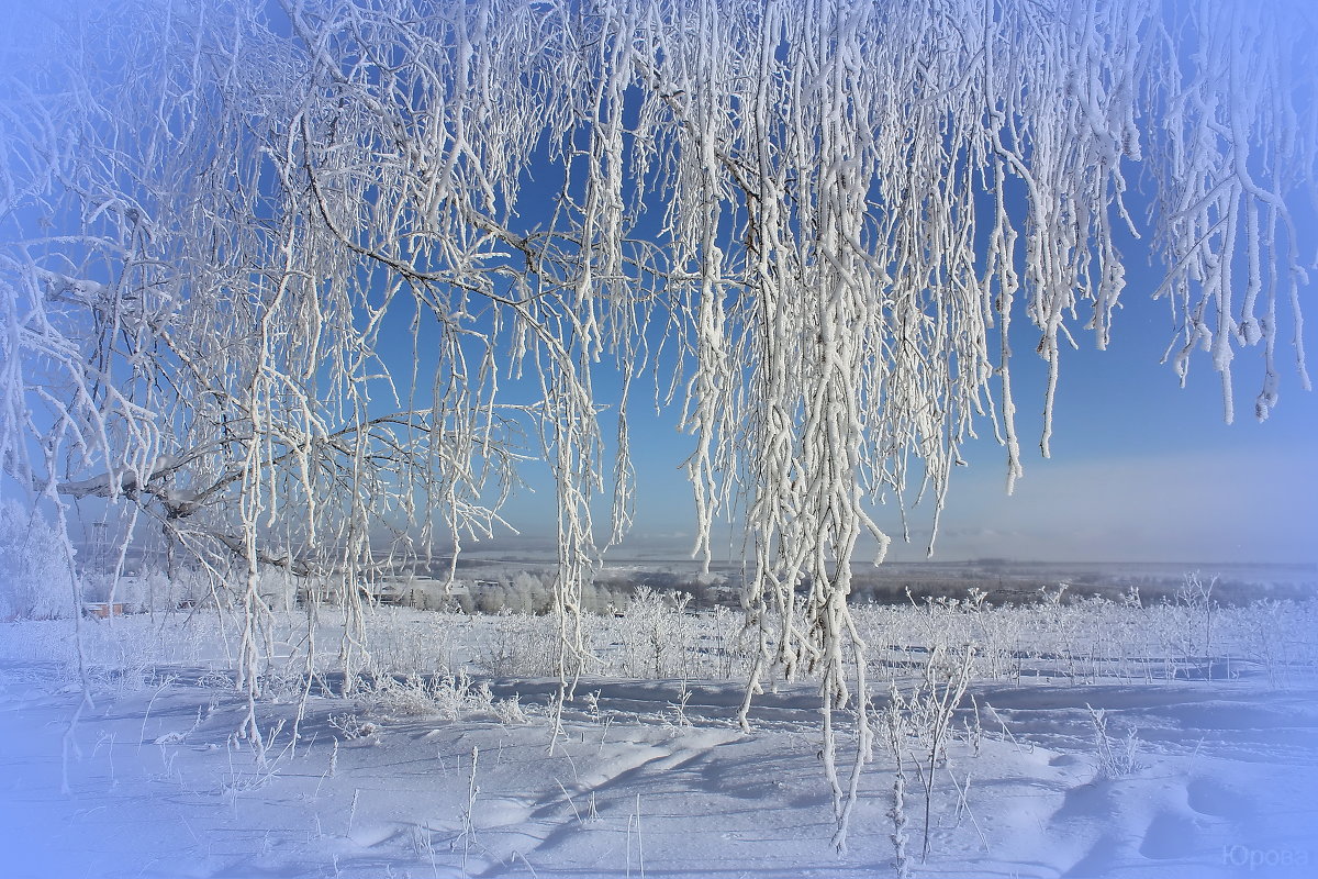 Серебристые ветви берёз. - Наталья Юрова