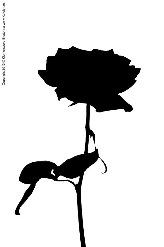 Розовая роза - Екатерина Ветловская