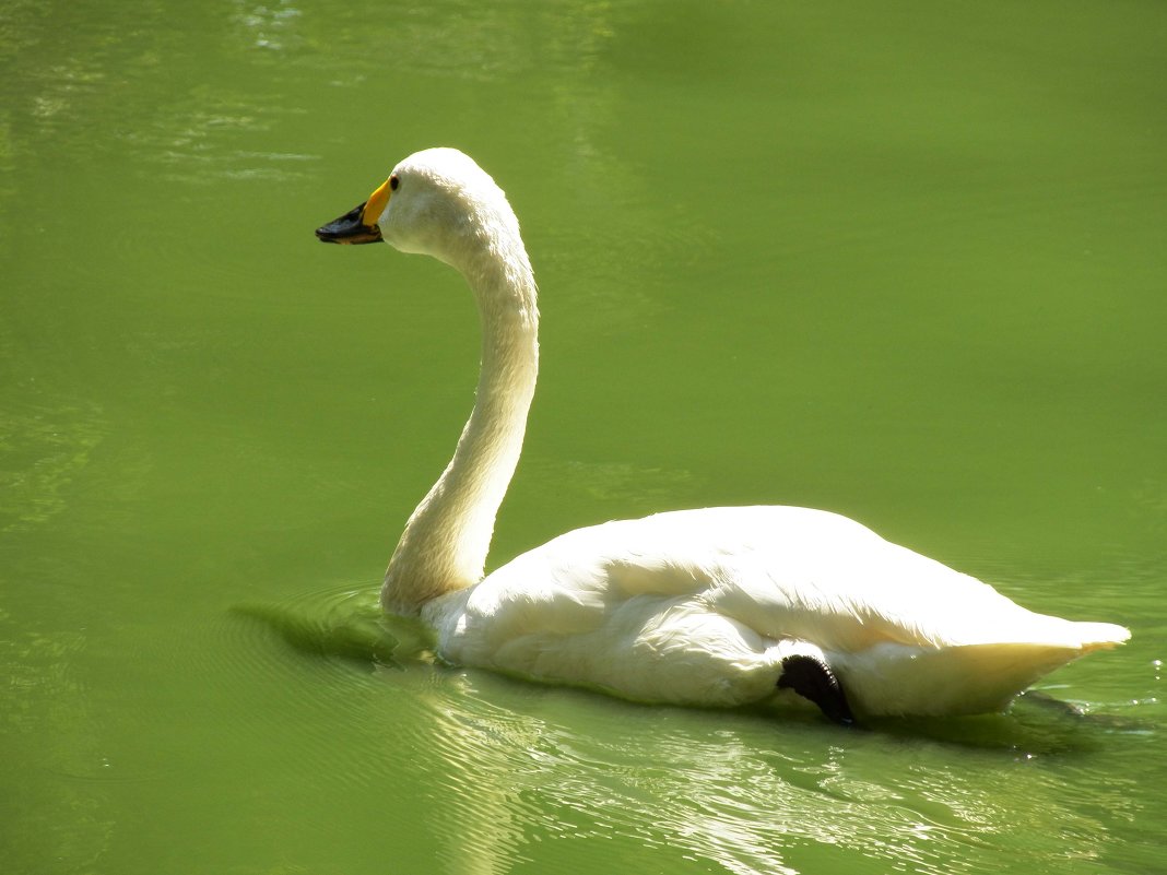 Белый лебедь в почти чистом пруду - Fastlink 