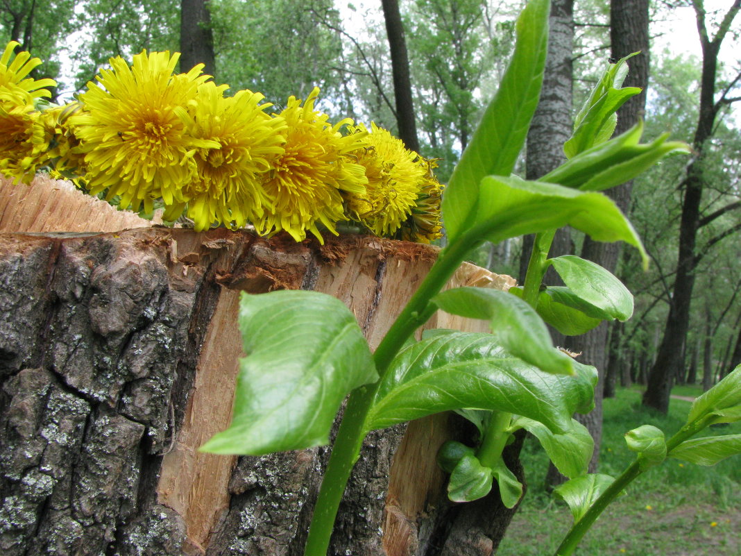 природа - Валерий Штеба