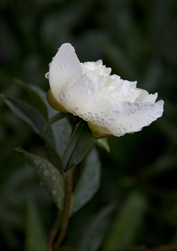 Белая роза - markfoto 