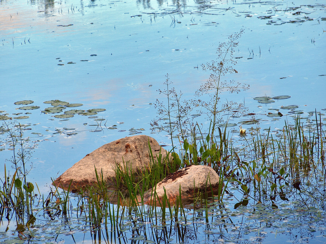 Камни на мелководье в окружении водных растений - Катерина 