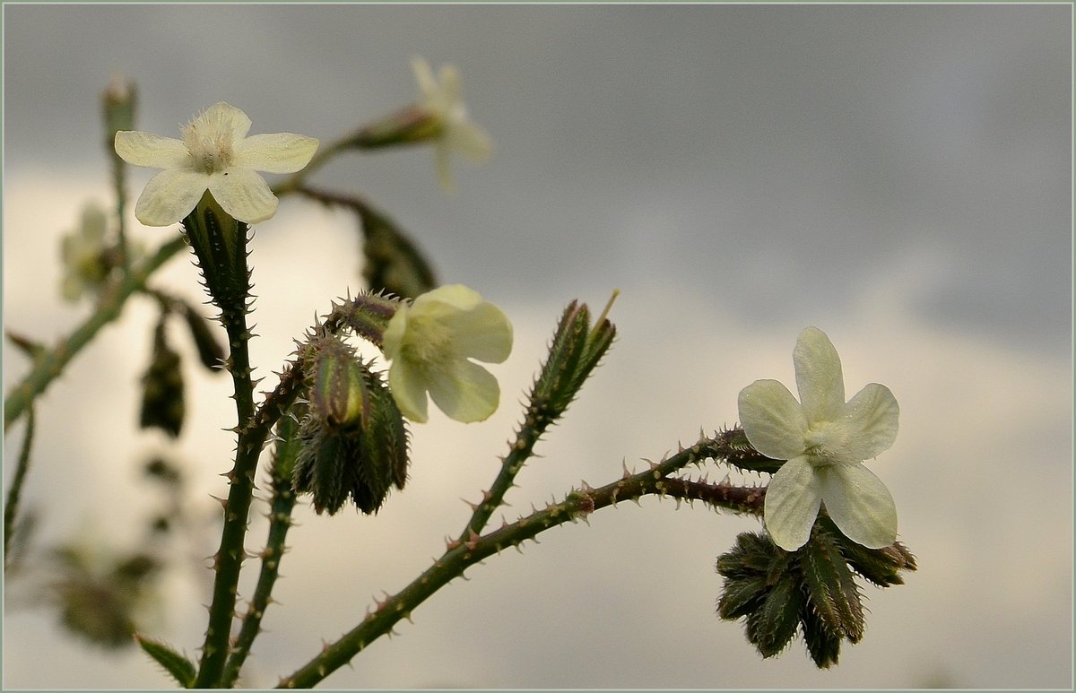 01.03.13 Воловик щетинистый - Anchusa strigosa - Борис Ржевский