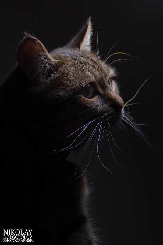 wistful cat - Николай Долгополов