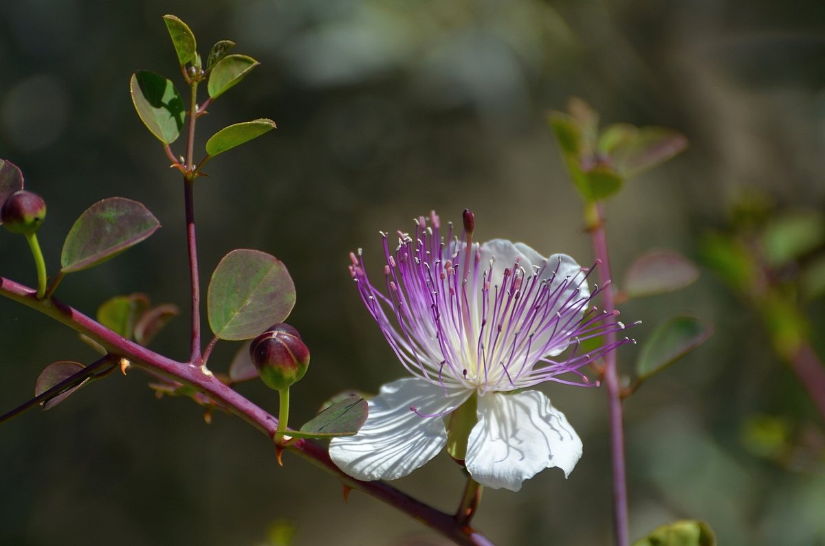 25.04.13 Каперс колючий (лат. Capparis spinosa). Время собирать почки - Борис Ржевский